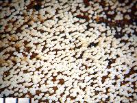 Media resource of Henningsomyces candidus