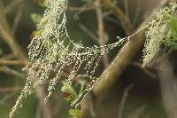 Ramalina menziesii image