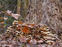 Laetiporus sulphureus image