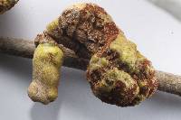 Uromyces edwardsiae image