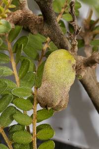 Uromyces edwardsiae image