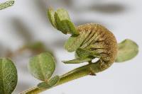 Uromyces edwardsiae image