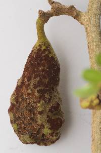 Uromyces edwardsiae image