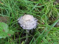 Coprinus comatus image