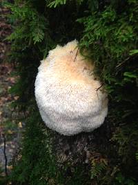 Hericium erinaceus image
