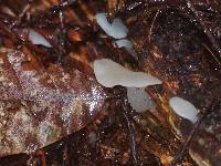 Pseudohydnum gelatinosum image