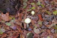 Amanita gemmata image