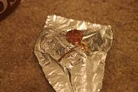 Media resource of Gymnopus spongiosus