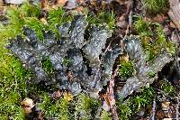 Media resource of Peltigera dolichorrhiza