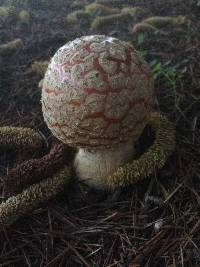 Amanita muscaria image