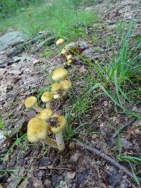 Armillaria mellea image
