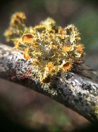 Thumbnail image of current specimen