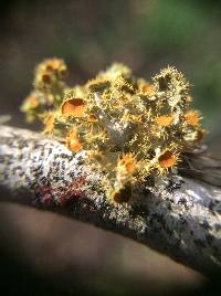 Thumbnail image of current specimen