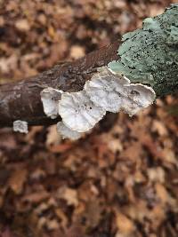 Poronidulus conchifer image