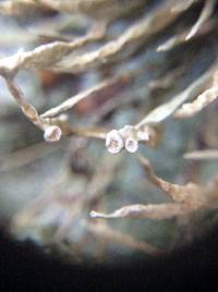 Niebla homalea image