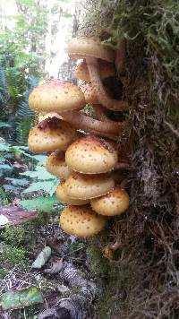 Pholiota aurivella image