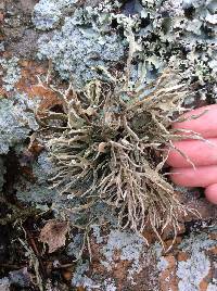 Niebla homalea image