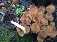Coprinellus micaceus image