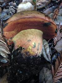 Suillellus amygdalinus image