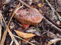 Suillellus amygdalinus image