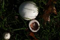 Agaricus campestris image