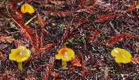 Hygrocybe acutoconica image