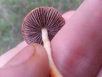 Leratiomyces ceres image