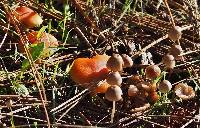 Media resource of Lactarius rufulus