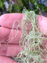 Ramalina menziesii image