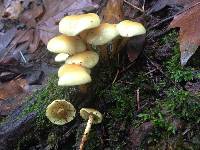 Hypholoma fasciculare image