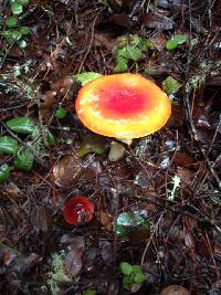 Amanita muscaria image