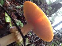 Amanita muscaria image