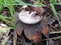 Astraeus hygrometricus image