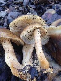 Lyophyllum decastes image