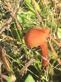 Laccaria laccata image