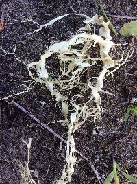 Ramalina menziesii image