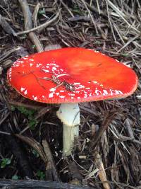 Amanita muscaria image