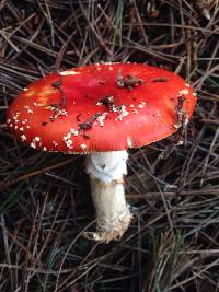 Amanita muscaria image