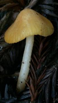 Media resource of Hygrocybe flavifolia