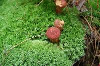 Suillus pictus image