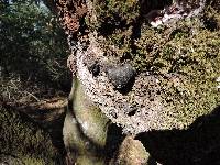 Annulohypoxylon thouarsianum image