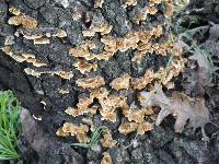 Trametes versicolor image