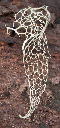 Ramalina menziesii image