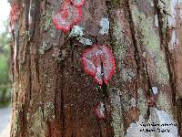 Cryptothecia rubrocincta image