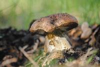 Suillellus amygdalinus image