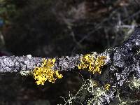 Vulpicida canadensis image