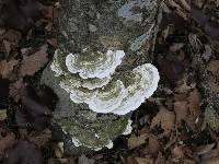 Trametes gibbosa image