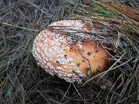 Amanita muscaria image
