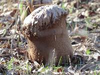 Calvatia craniiformis image