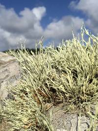 Niebla homalea image